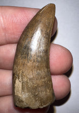 Load image into Gallery viewer, Tyrannosaurus Rex Fossil Tooth 1.71 Inches Hell Creek Formation Montana
