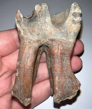 Load image into Gallery viewer, Large Ice Age Fossil Woolly Rhinoceros Molar Coelodonta Antiquitatis 2.75 Inches
