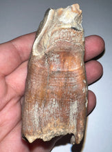 Load image into Gallery viewer, Large Ice Age Fossil Woolly Rhinoceros Molar Coelodonta Antiquitatis 2.75 Inches
