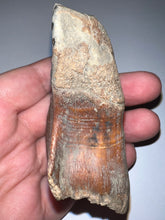 Load image into Gallery viewer, Large Ice Age Fossil Woolly Rhinoceros Molar Coelodonta Antiquitatis 2.75 Inches
