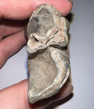 Load image into Gallery viewer, Large Ice Age Fossil Woolly Rhinoceros Molar Coelodonta Antiquitatis 2.75 Inches
