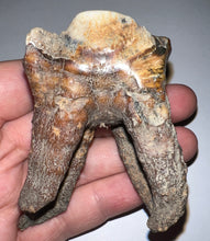 Load image into Gallery viewer, Large Ice Age Fossil Woolly Rhinoceros Molar Coelodonta Antiquitatis 2.7 Inches
