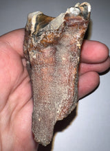 Load image into Gallery viewer, Large Ice Age Fossil Woolly Rhinoceros Molar Coelodonta Antiquitatis 2.7 Inches
