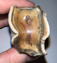 Load image into Gallery viewer, Large Ice Age Fossil Woolly Rhinoceros Molar Coelodonta Antiquitatis 2.7 Inches
