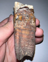 Load image into Gallery viewer, Large Ice Age Fossil Woolly Rhinoceros Molar Coelodonta Antiquitatis 2.9 Inches

