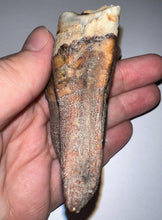 Load image into Gallery viewer, Large Ice Age Fossil Woolly Rhinoceros Molar Coelodonta Antiquitatis 2.9 Inches

