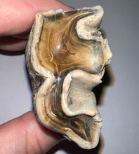 Load image into Gallery viewer, Large Ice Age Fossil Woolly Rhinoceros Molar Coelodonta Antiquitatis 2.9 Inches
