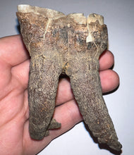 Load image into Gallery viewer, HUGE Ice Age Fossil Woolly Rhinoceros Molar Coelodonta Antiquitatis 3.25 Inches
