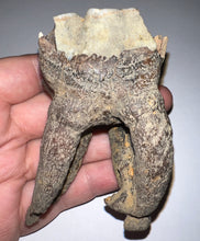 Load image into Gallery viewer, HUGE Ice Age Fossil Woolly Rhinoceros Molar Coelodonta Antiquitatis 3.25 Inches
