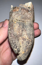 Load image into Gallery viewer, HUGE Ice Age Fossil Woolly Rhinoceros Molar Coelodonta Antiquitatis 3.25 Inches

