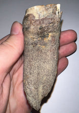 Load image into Gallery viewer, HUGE Ice Age Fossil Woolly Rhinoceros Molar Coelodonta Antiquitatis 3.25 Inches

