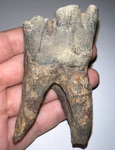 Load image into Gallery viewer, HUGE Ice Age Fossil Woolly Rhinoceros Molar Coelodonta Antiquitatis 3.22 Inches
