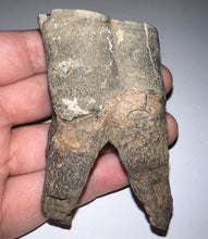Load image into Gallery viewer, HUGE Ice Age Fossil Woolly Rhinoceros Molar Coelodonta Antiquitatis 3.22 Inches
