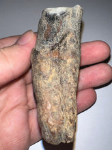 Load image into Gallery viewer, HUGE Ice Age Fossil Woolly Rhinoceros Molar Coelodonta Antiquitatis 3.22 Inches
