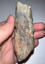 Load image into Gallery viewer, HUGE Ice Age Fossil Woolly Rhinoceros Molar Coelodonta Antiquitatis 3.22 Inches

