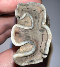 Load image into Gallery viewer, HUGE Ice Age Fossil Woolly Rhinoceros Molar Coelodonta Antiquitatis 3.22 Inches
