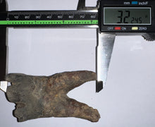Load image into Gallery viewer, HUGE Ice Age Fossil Woolly Rhinoceros Molar Coelodonta Antiquitatis 3.22 Inches
