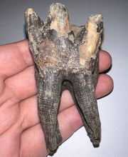 Load image into Gallery viewer, HUGE Ice Age Fossil Woolly Rhinoceros Molar Coelodonta Antiquitatis 3.34 Inches
