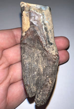 Load image into Gallery viewer, HUGE Ice Age Fossil Woolly Rhinoceros Molar Coelodonta Antiquitatis 3.34 Inches

