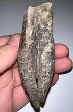 Load image into Gallery viewer, HUGE Ice Age Fossil Woolly Rhinoceros Molar Coelodonta Antiquitatis 3.34 Inches
