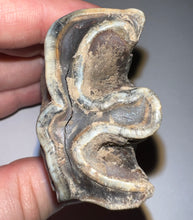 Load image into Gallery viewer, HUGE Ice Age Fossil Woolly Rhinoceros Molar Coelodonta Antiquitatis 3.34 Inches
