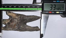 Load image into Gallery viewer, HUGE Ice Age Fossil Woolly Rhinoceros Molar Coelodonta Antiquitatis 3.34 Inches
