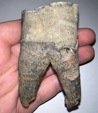 Load image into Gallery viewer, HUGE Ice Age Fossil Woolly Rhinoceros Molar Coelodonta Antiquitatis 3.38 Inches
