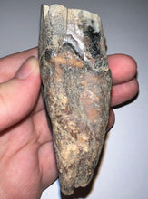 Load image into Gallery viewer, HUGE Ice Age Fossil Woolly Rhinoceros Molar Coelodonta Antiquitatis 3.38 Inches
