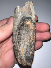 Load image into Gallery viewer, HUGE Ice Age Fossil Woolly Rhinoceros Molar Coelodonta Antiquitatis 3.38 Inches
