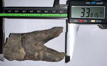 Load image into Gallery viewer, HUGE Ice Age Fossil Woolly Rhinoceros Molar Coelodonta Antiquitatis 3.38 Inches
