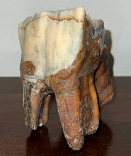 Load image into Gallery viewer, HUGE Ice Age Fossil Woolly Rhinoceros Molar Coelodonta Antiquitatis 3.42 Inches
