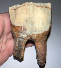 Load image into Gallery viewer, HUGE Ice Age Fossil Woolly Rhinoceros Molar Coelodonta Antiquitatis 3.42 Inches
