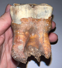 Load image into Gallery viewer, HUGE Ice Age Fossil Woolly Rhinoceros Molar Coelodonta Antiquitatis 3.42 Inches
