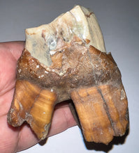 Load image into Gallery viewer, HUGE Ice Age Fossil Woolly Rhinoceros Molar Coelodonta Antiquitatis 3.42 Inches
