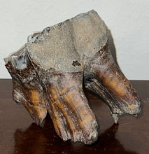 Load image into Gallery viewer, HUGE Ice Age Fossil Woolly Rhinoceros Molar Coelodonta Antiquitatis 3.34 Inches
