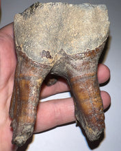 Load image into Gallery viewer, HUGE Ice Age Fossil Woolly Rhinoceros Molar Coelodonta Antiquitatis 3.34 Inches
