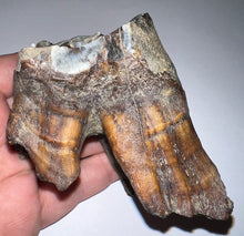 Load image into Gallery viewer, HUGE Ice Age Fossil Woolly Rhinoceros Molar Coelodonta Antiquitatis 3.34 Inches
