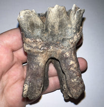 Load image into Gallery viewer, HUGE Ice Age Fossil Woolly Rhinoceros Molar Coelodonta Antiquitatis 3.29 Inches
