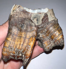 Load image into Gallery viewer, HUGE Ice Age Fossil Woolly Rhinoceros Molar Coelodonta Antiquitatis 3.34 Inches
