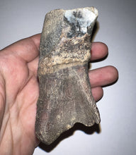 Load image into Gallery viewer, HUGE Ice Age Fossil Woolly Rhinoceros Molar Coelodonta Antiquitatis 3.29 Inches
