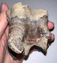 Load image into Gallery viewer, HUGE Ice Age Fossil Woolly Rhinoceros Molar Coelodonta Antiquitatis 3.34 Inches
