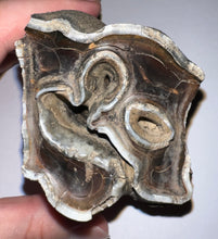 Load image into Gallery viewer, HUGE Ice Age Fossil Woolly Rhinoceros Molar Coelodonta Antiquitatis 3.34 Inches

