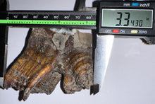 Load image into Gallery viewer, HUGE Ice Age Fossil Woolly Rhinoceros Molar Coelodonta Antiquitatis 3.34 Inches
