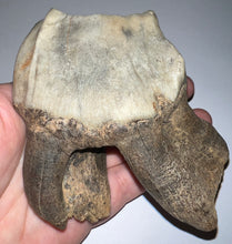 Load image into Gallery viewer, HUGE PRISTINE Ice Age Fossil Woolly Rhinoceros Molar Coelodonta Antiquitatis 3.73 Inches
