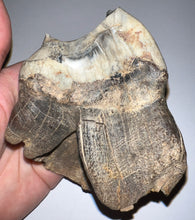 Load image into Gallery viewer, HUGE PRISTINE Ice Age Fossil Woolly Rhinoceros Molar Coelodonta Antiquitatis 3.73 Inches
