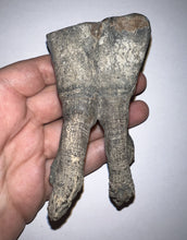 Load image into Gallery viewer, HUGE Ice Age Fossil Woolly Rhinoceros Molar Coelodonta Antiquitatis 3.89 Inches
