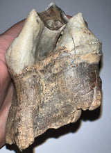 Load image into Gallery viewer, HUGE PRISTINE Ice Age Fossil Woolly Rhinoceros Molar Coelodonta Antiquitatis 3.73 Inches
