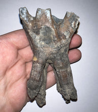 Load image into Gallery viewer, HUGE Ice Age Fossil Woolly Rhinoceros Molar Coelodonta Antiquitatis 3.89 Inches
