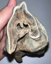 Load image into Gallery viewer, HUGE PRISTINE Ice Age Fossil Woolly Rhinoceros Molar Coelodonta Antiquitatis 3.73 Inches
