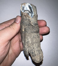 Load image into Gallery viewer, HUGE Ice Age Fossil Woolly Rhinoceros Molar Coelodonta Antiquitatis 3.89 Inches
